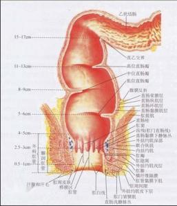 正常女性肛门口图片