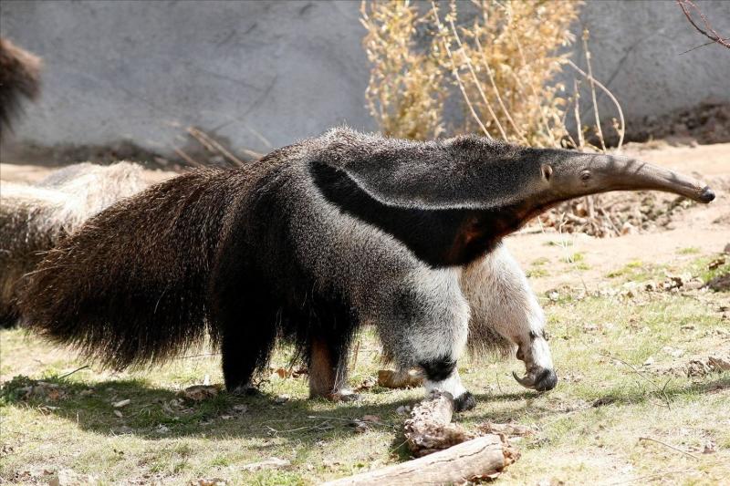 食蚁兽 哺乳动物 搜狗百科