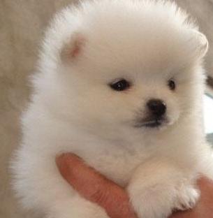 哈多利系博美犬