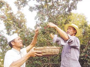 新添堡回族乡农民在采摘花椒