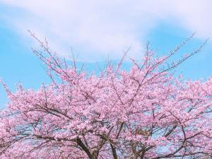 樱花