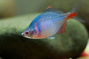 美丽的鳑鲏