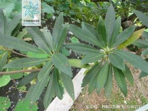 海南杜英枝叶