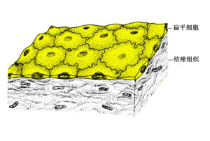 单层扁平细胞手绘图图片