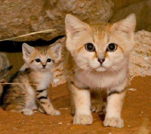 沙丘猫