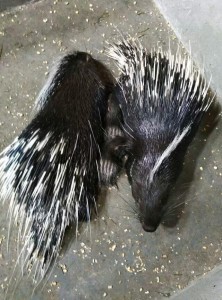 箭猪