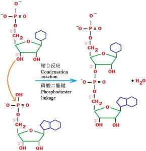 图3 核苷酸之间通过磷酸二酯键缩合成核酸
