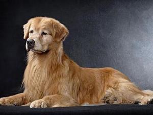金毛寻回猎犬