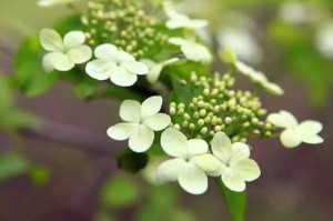 琼花
