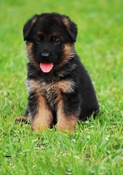 黑背犬