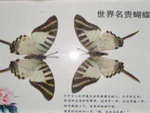 蝴蝶标本 蝴蝶标本