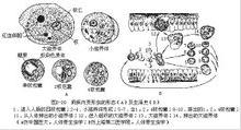 伪足缩回,分泌一囊壳,在包囊内虫体也可进行分裂繁殖,并在适宜的条件