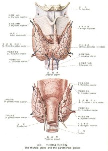 先天性甲状腺功能减低症机理