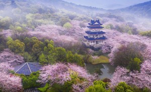 鼋头渚樱花节