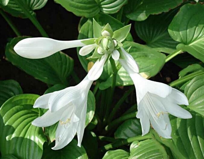 玉簪 百合科植物 搜狗百科 玉簪 百合科植物 搜狗百科