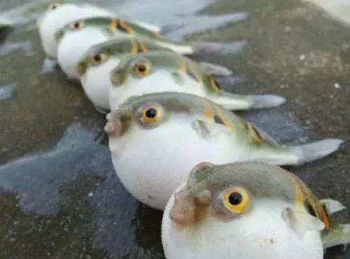 河鲀