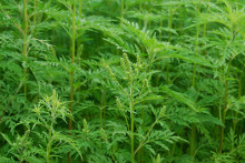 豚草