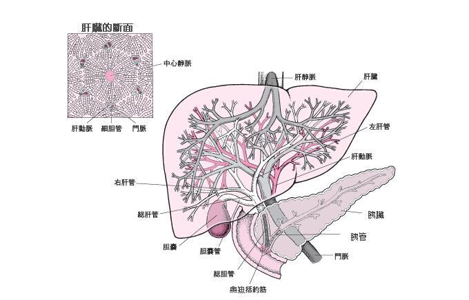 細菌性肝膿腫