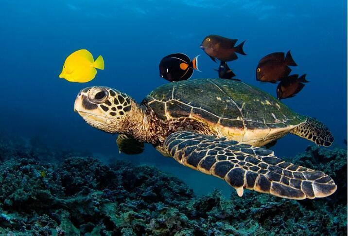 富饶的西沙群岛海龟图片