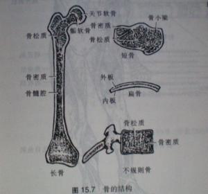 骨的结构