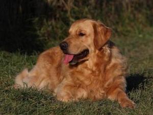 金毛寻回猎犬