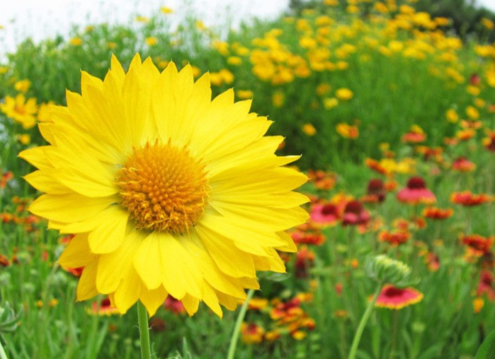 向阳花