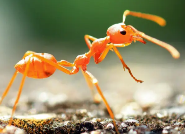 法老蚁