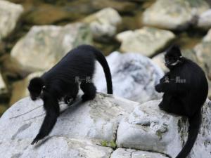 黑叶猴