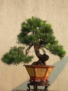 罗汉松盆景图片