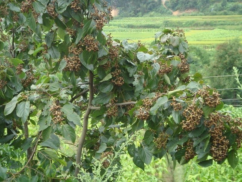 拐枣(鼠李科枳椇属植物)