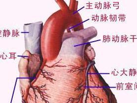 心肌炎