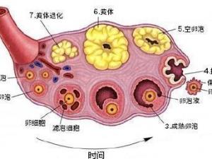 优势卵泡