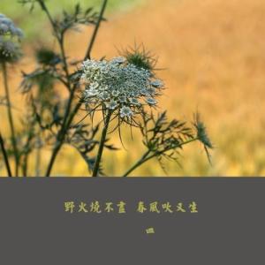 野火烧不尽,春风吹又生