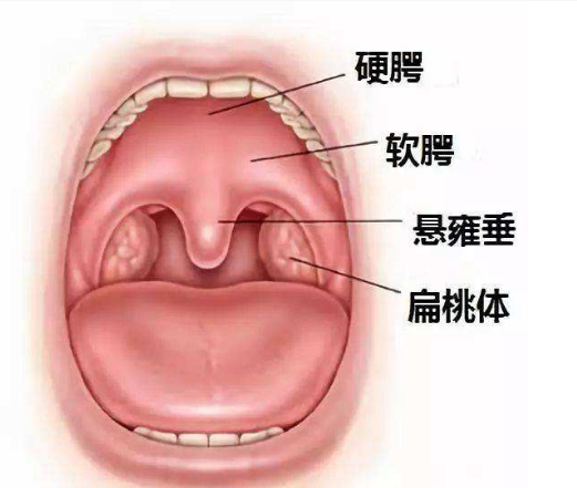悬雍垂