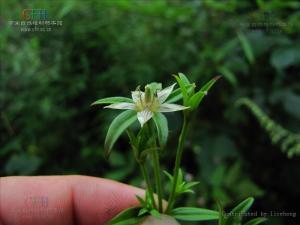 贵州獐牙菜图册