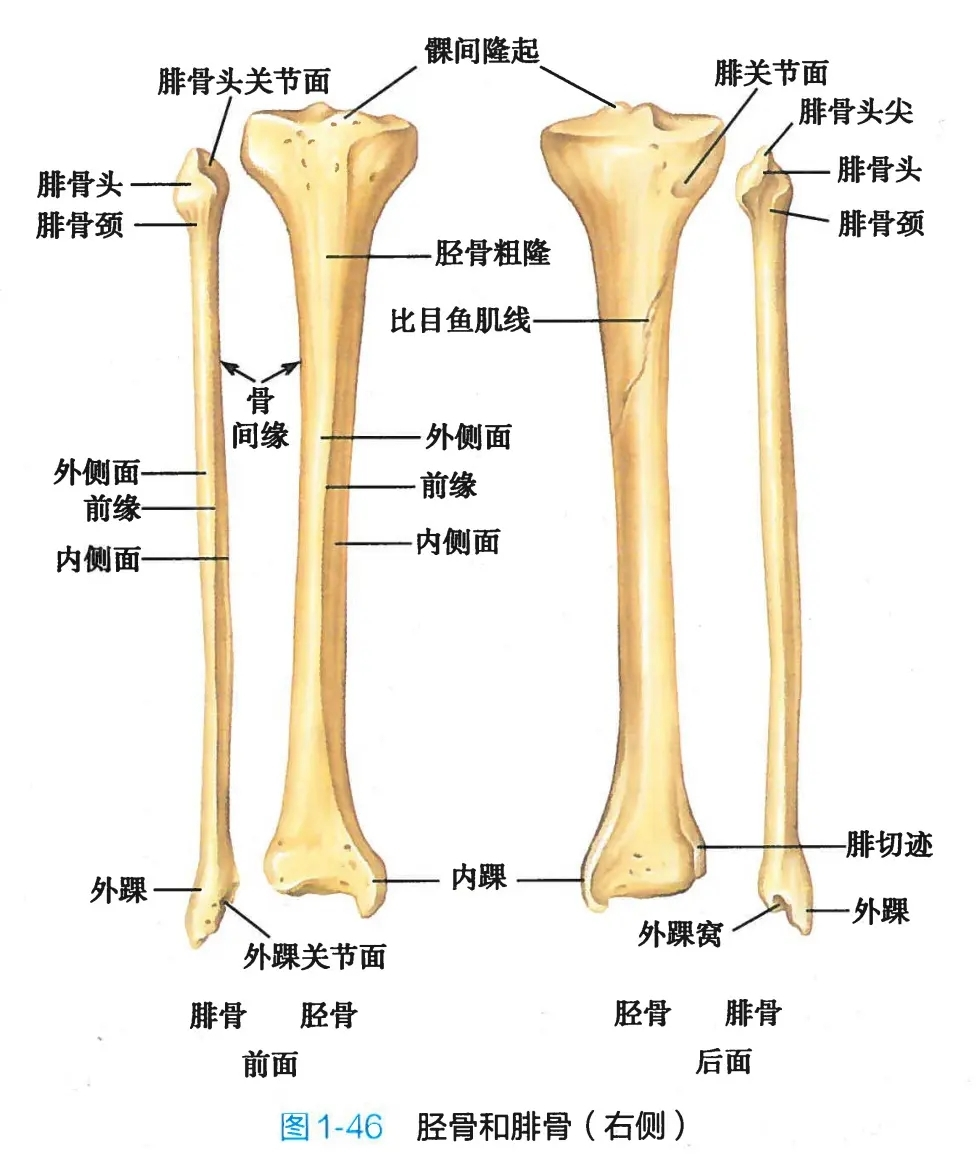 小腿骨头结构图图片