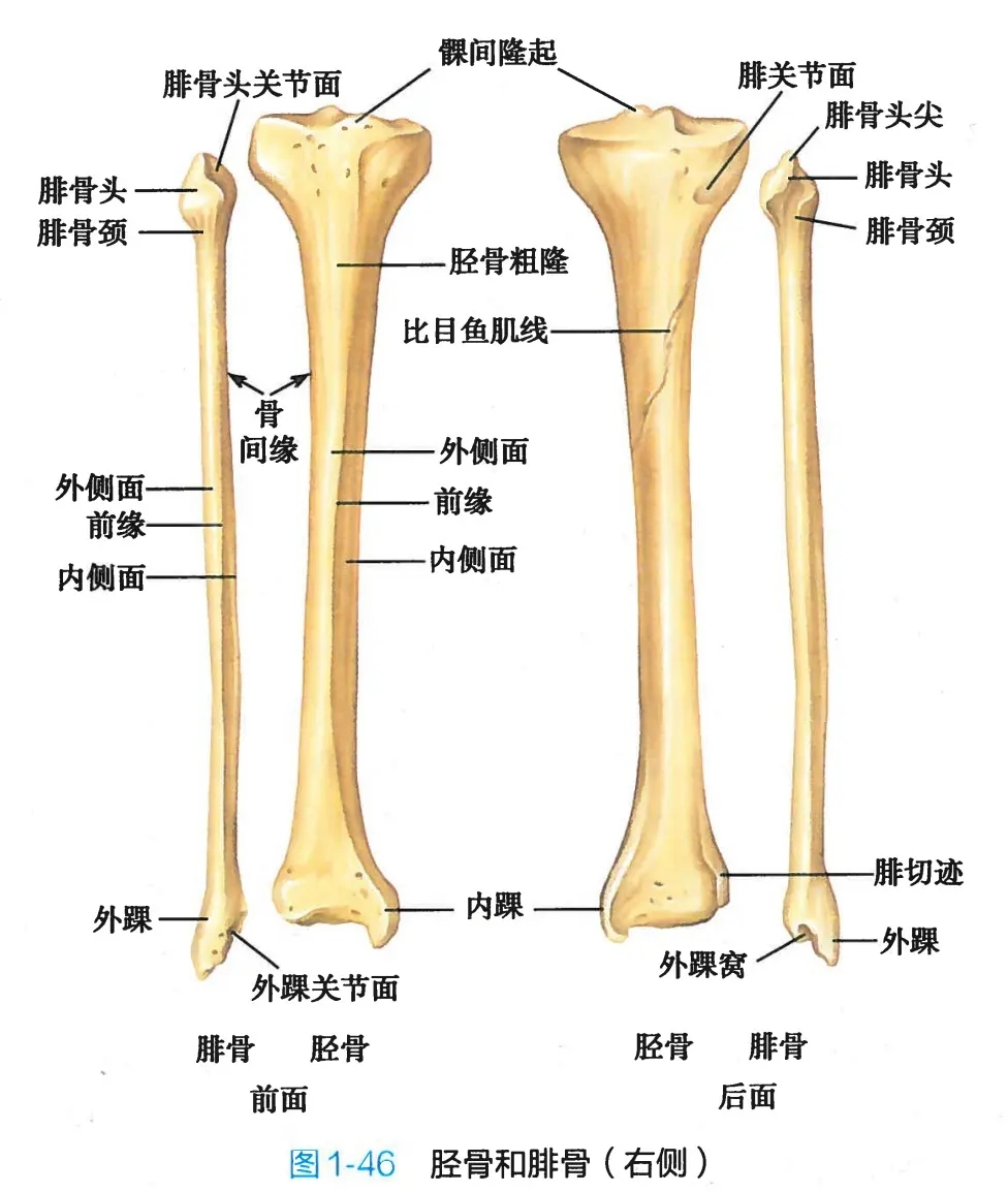 腓骨位置解剖图图片