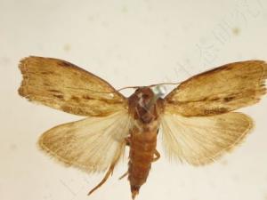 亚科的昆虫,会危害毛皮和植物,常见危害蜂群的有大蜡螟和小蜡螟两种