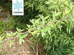 北江荛花图册