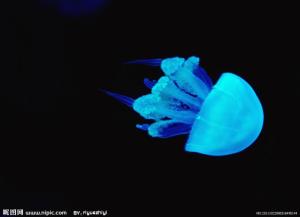 浮游生物图册