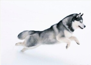 西伯利亚雪橇犬