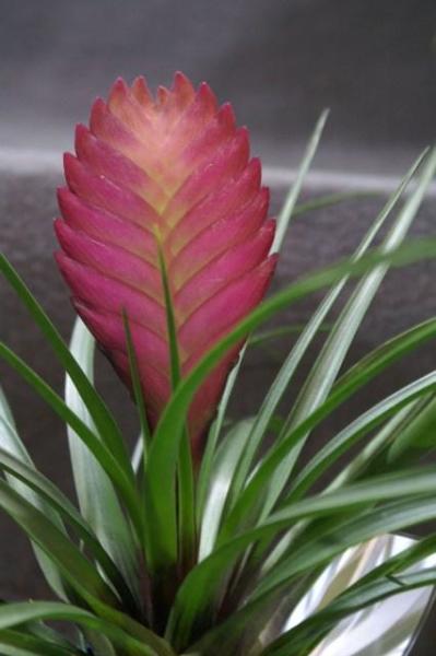 紫花凤梨 铁兰属观赏植物 搜狗百科 紫花凤梨 铁兰属观赏植物 搜狗百科