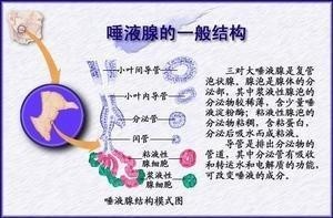 唾液