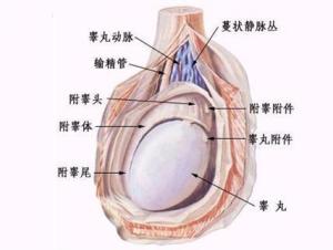 睾丸疼痛
