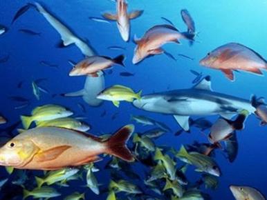海族馆生物