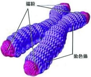 染色体、端粒