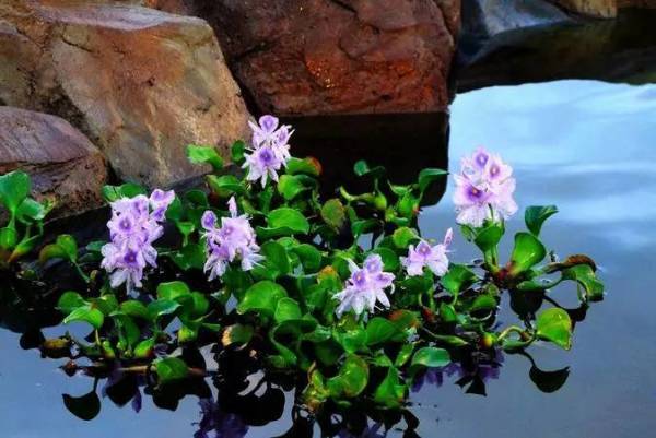 凤眼蓝 雨久花科凤眼蓝属植物 搜狗百科