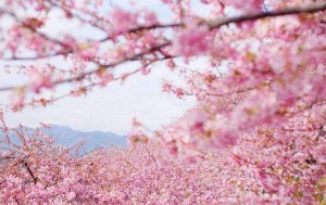 江户彼岸樱