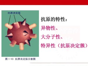 抗原决定簇