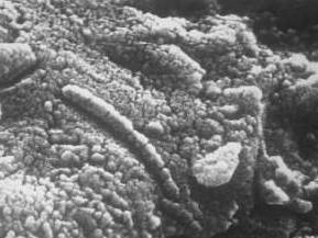 有微生物化石的火星陨石
